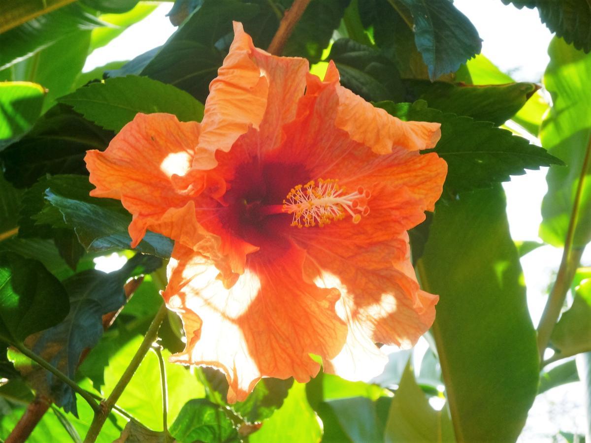 Solazul Bed & Breakfast Las Galeras Exterior photo